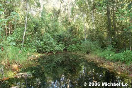 Parosphromenus harveyi