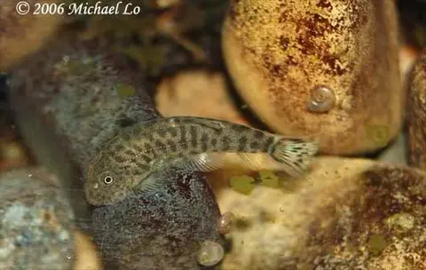 Gastromyzon cornusaccus