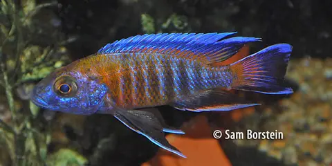 Aulonocara jacobfreibergi