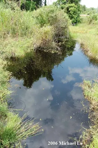斑纹泰波鱼