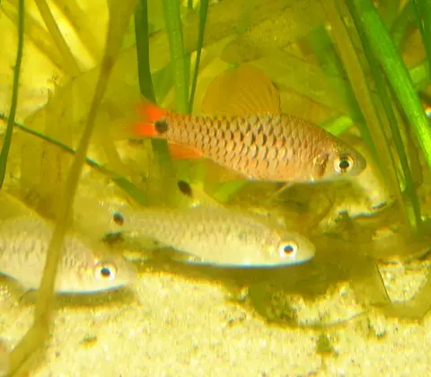 Oreichthys sp. 'Myanmar Redfin'