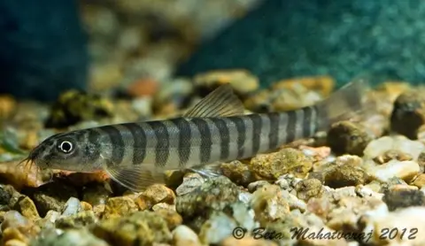 Schistura sp. 1