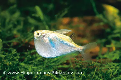 星大胸斧鱼