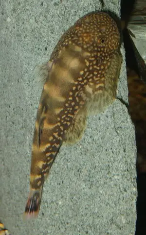 Gastromyzon ocellatus