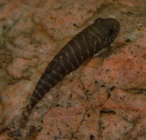 Erromyzon sp. 'ER02'
