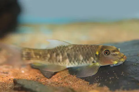 Garra salweenica