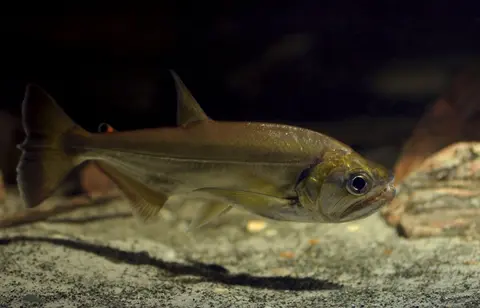 Hydrolycus armatus