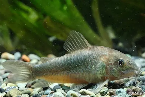 咖啡鼠