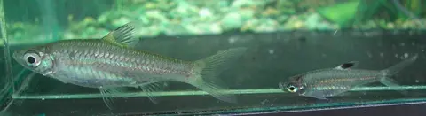 Brevibora cheeya