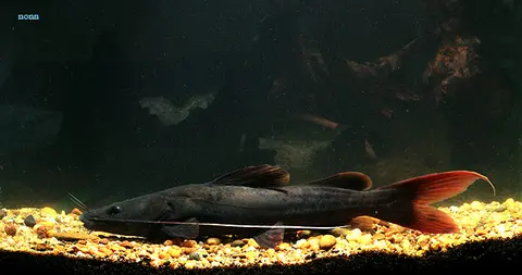 丝尾鳠