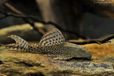Hypostomus sp.