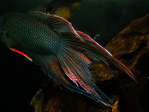 Macropodus erythropterus