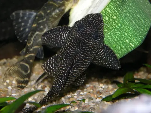 Hypancistrus sp.