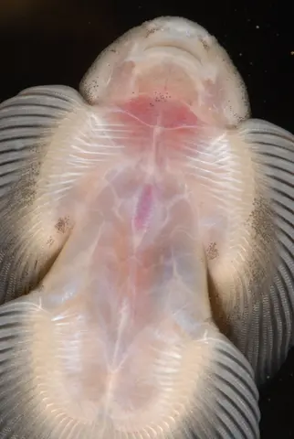 刺臀华吸鳅