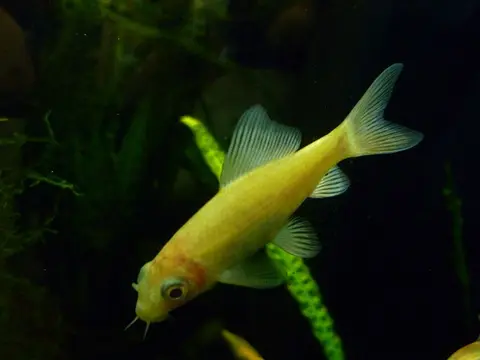 黑野鲮