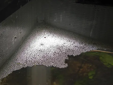 苏门答腊抟鱼