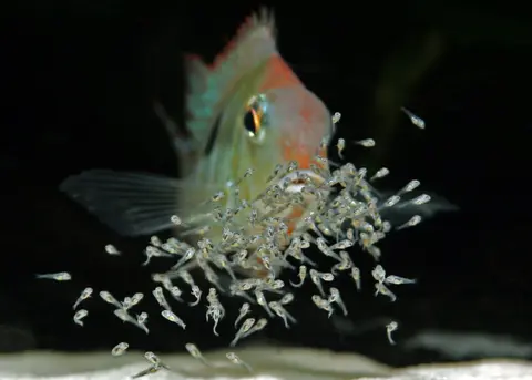 Geophagus sp. 'orange head'