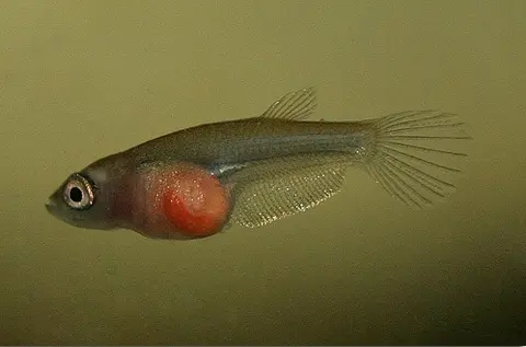 Betta ocellata