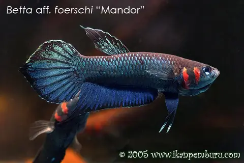 Betta mandor
