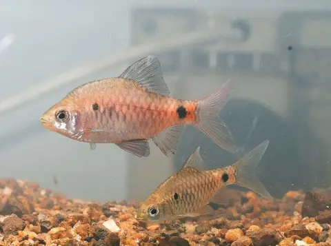 Pethia nigripinnis