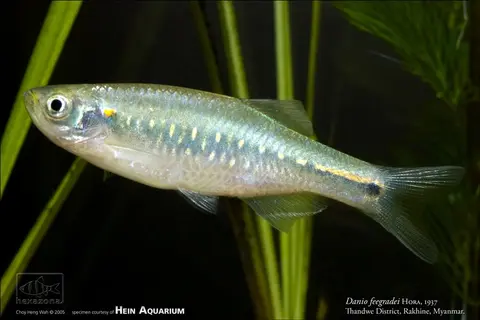 Danio feegradei