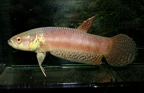 Betta pallifina