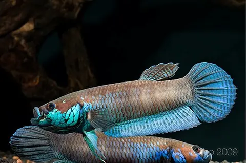 Betta pallifina