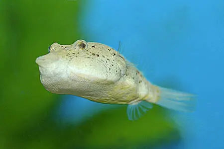小尾鲀