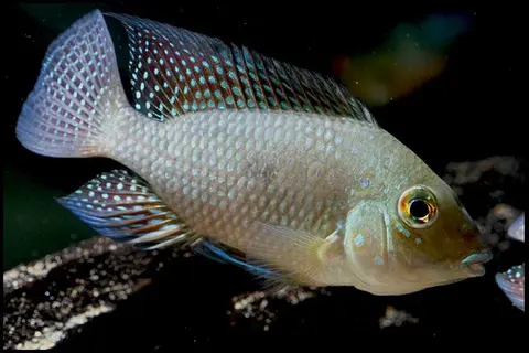 'Geophagus' iporangensis