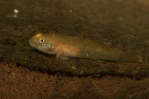 短吻红斑吻鰕虎鱼