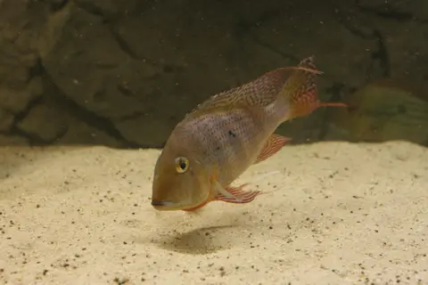 Geophagus altifrons