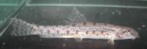 Lepidocephalichthys goalparensis