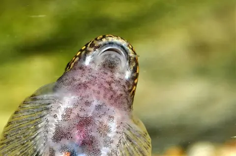 Erromyzon sp. 'ER02'