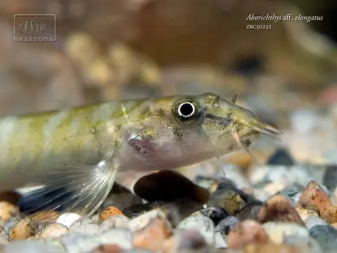 Aborichthys sp. 'AR02'