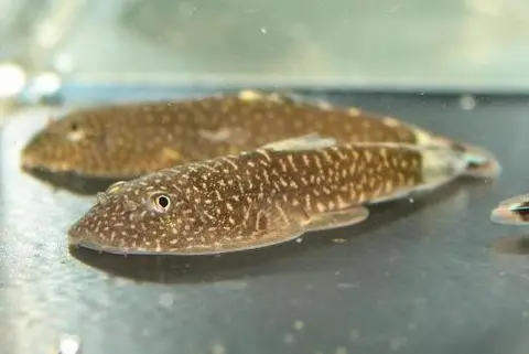 Gastromyzon stellatus