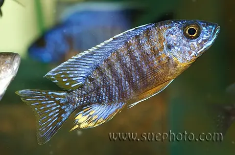 Aulonocara hansbaenschi