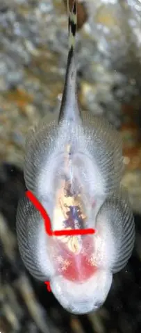 刺臀华吸鳅