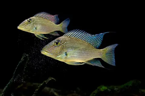 Satanoperca leucosticta