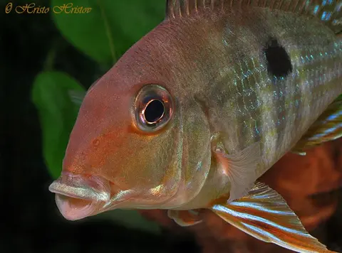 Geophagus sp. 'orange head'