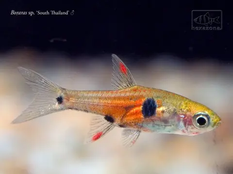 Boraras naevus