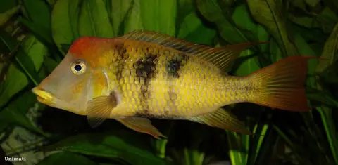 'Geophagus' pellegrini