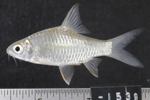 Hypsibarbus malcolmi