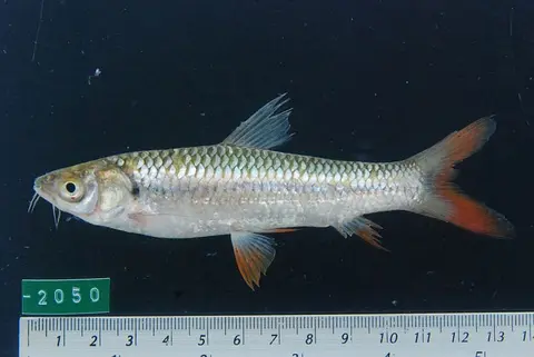 Leptobarbus rubripinna