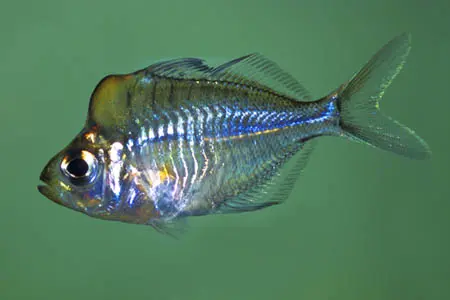 Chanda pulcinella