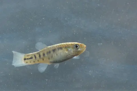 Apricaphanius baeticus