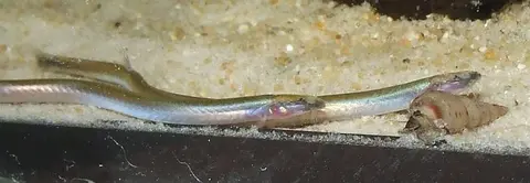 多里潘鳅