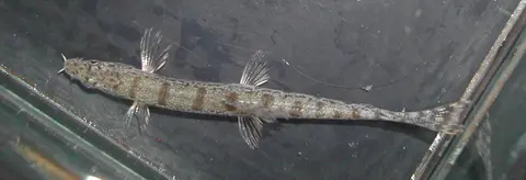 Lepidocephalichthys goalparensis