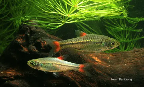 Rasbora rubrodorsalis