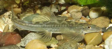 Annamia cf. thuathienensis