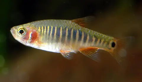Danio erythromicron